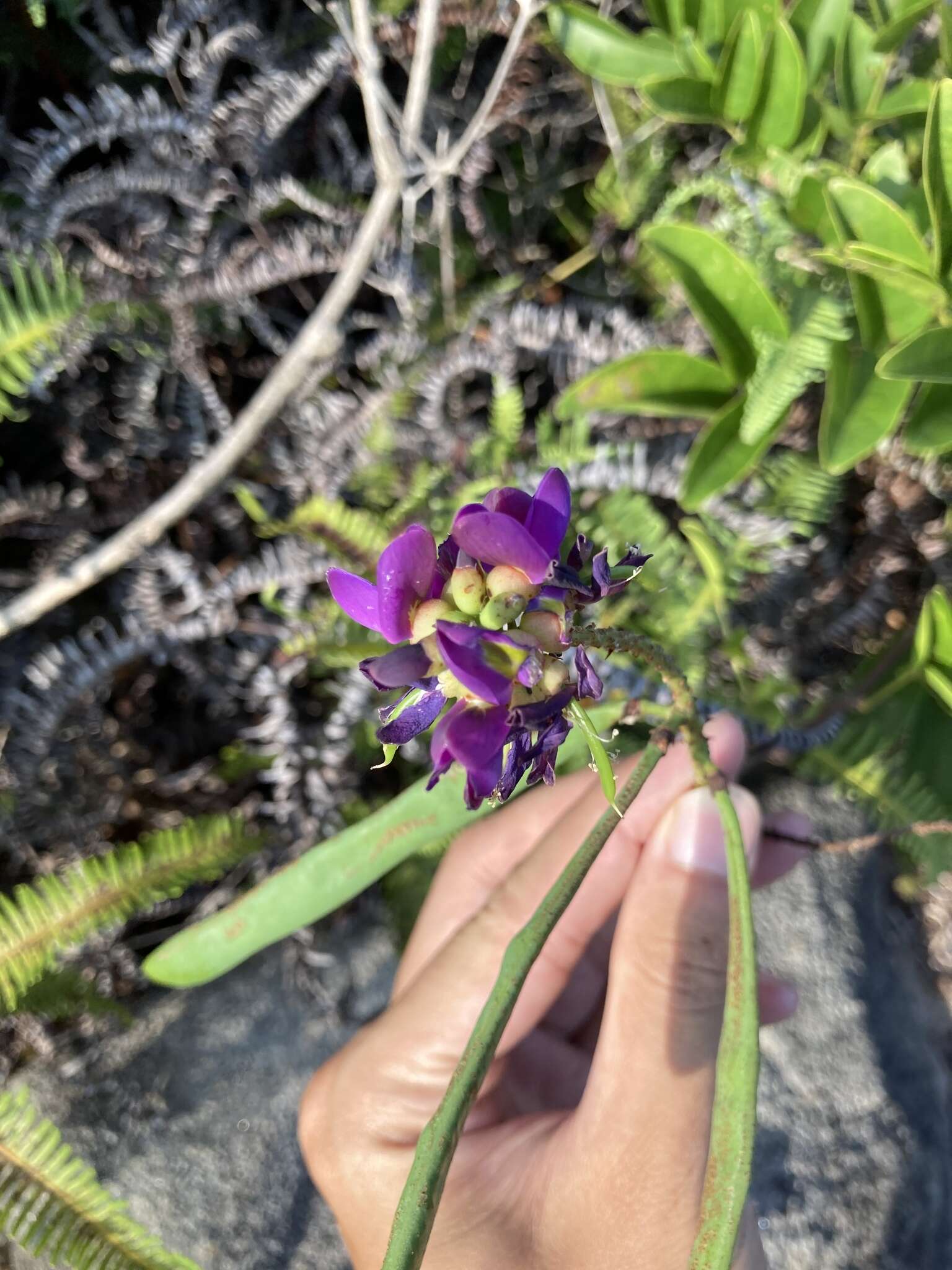 网络夏藤的圖片