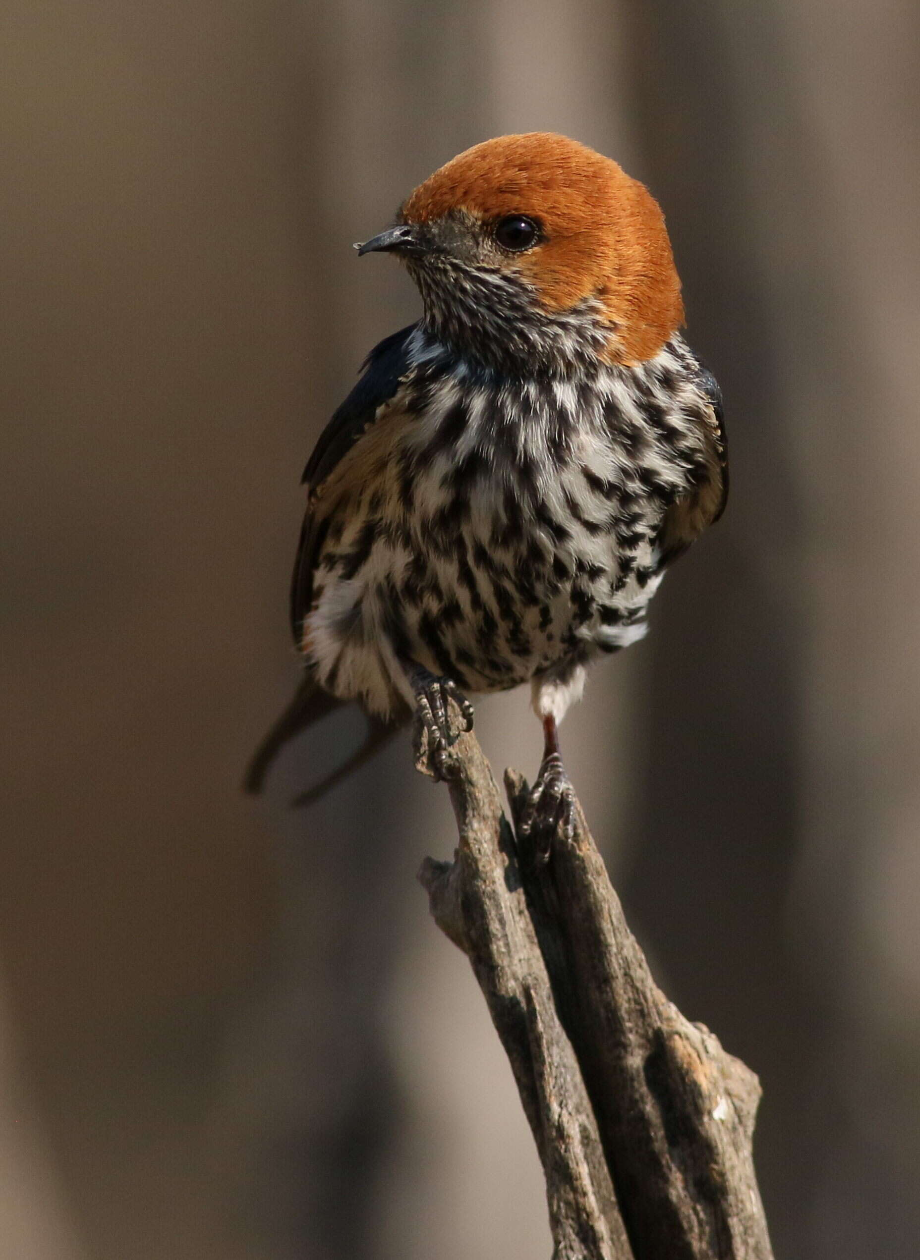 Cecropis abyssinica (Guérin-Méneville 1843) resmi