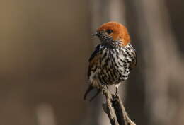 Cecropis abyssinica (Guérin-Méneville 1843) resmi