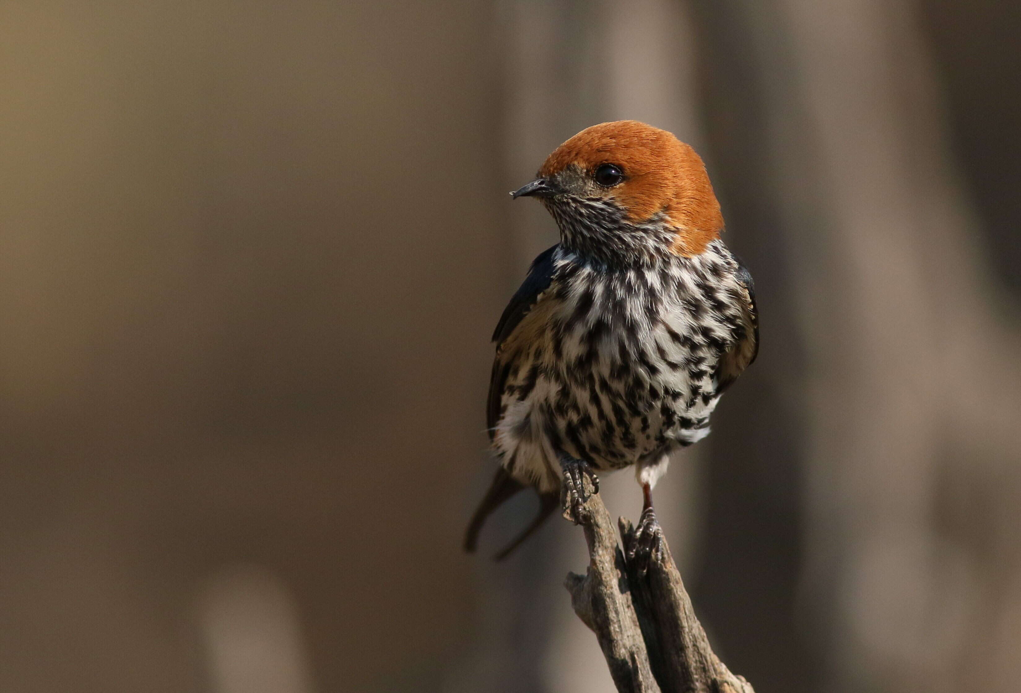 Cecropis abyssinica (Guérin-Méneville 1843) resmi