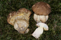 Image of Boletus huronensis A. H. Sm. & Thiers 1971