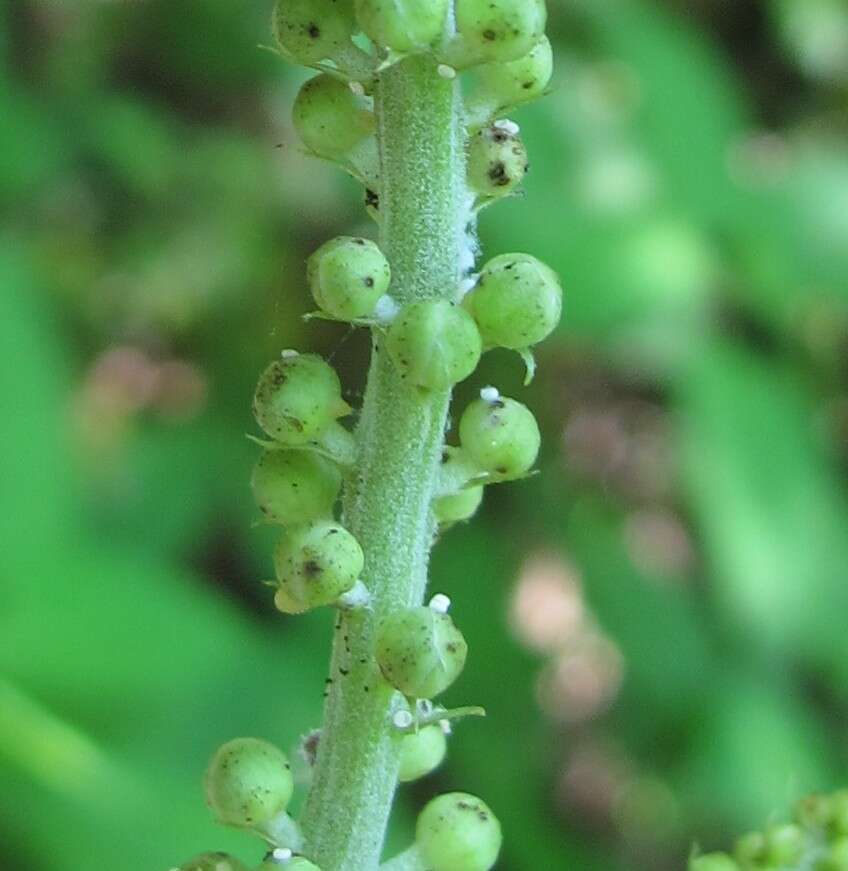 Image of <i>Celastrina neglectamajor</i>