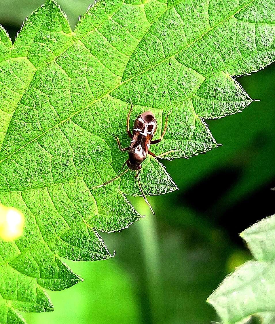 Pilophorus clavatus (Linnaeus 1767)的圖片