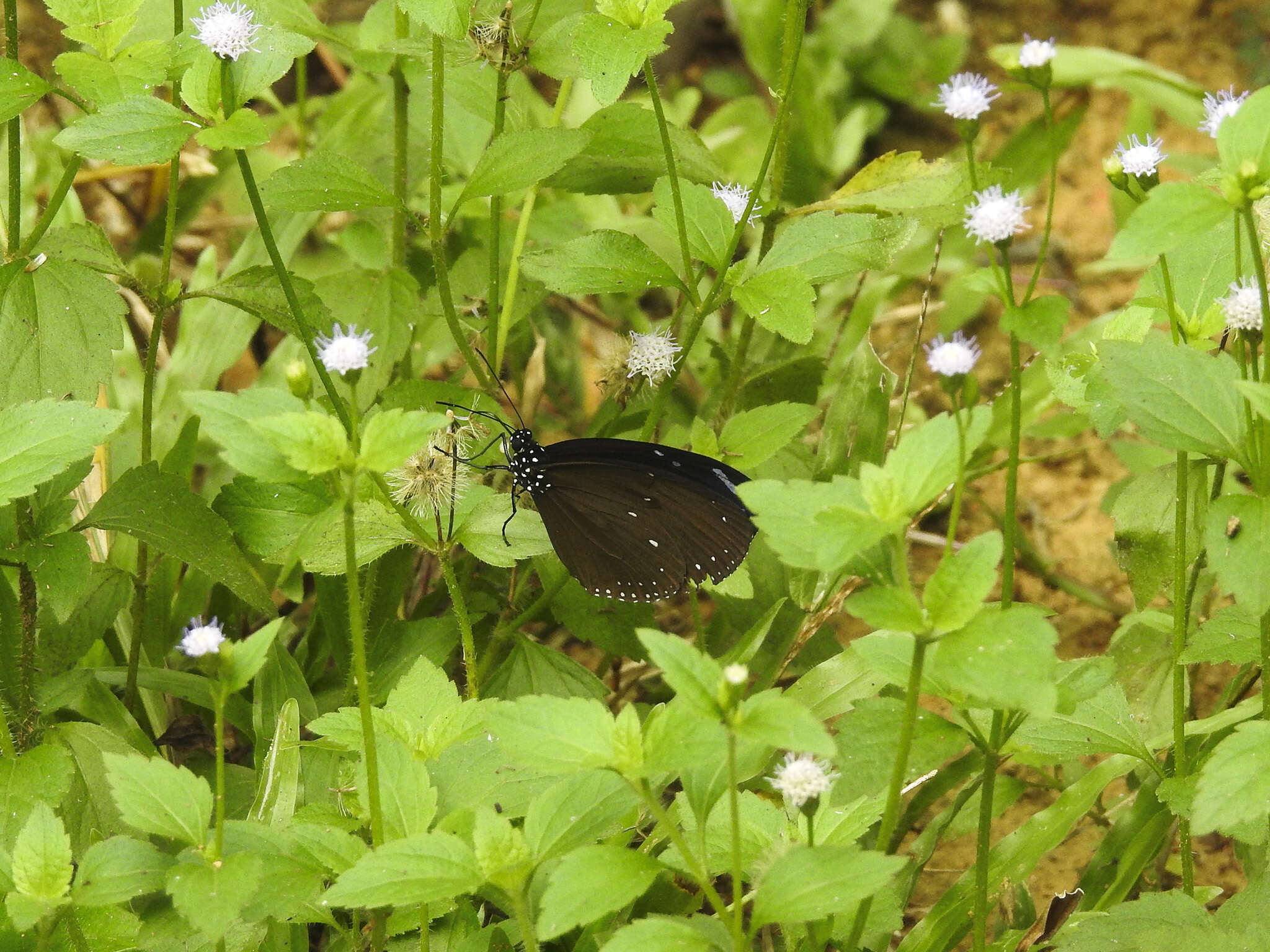 Image of Euploea tulliolus ledereri Felder 1860