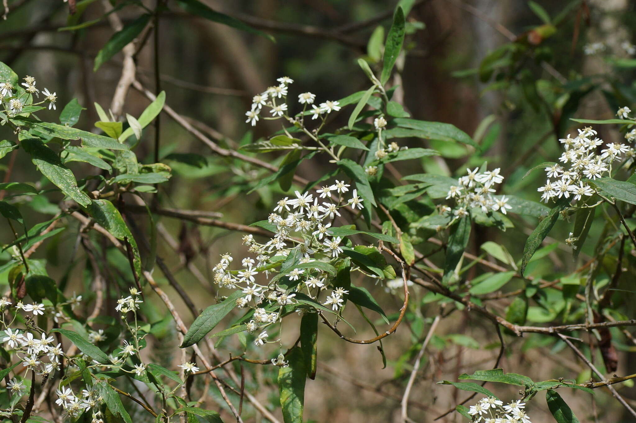 Image of Olearia lyrata (Sims) Hutch.