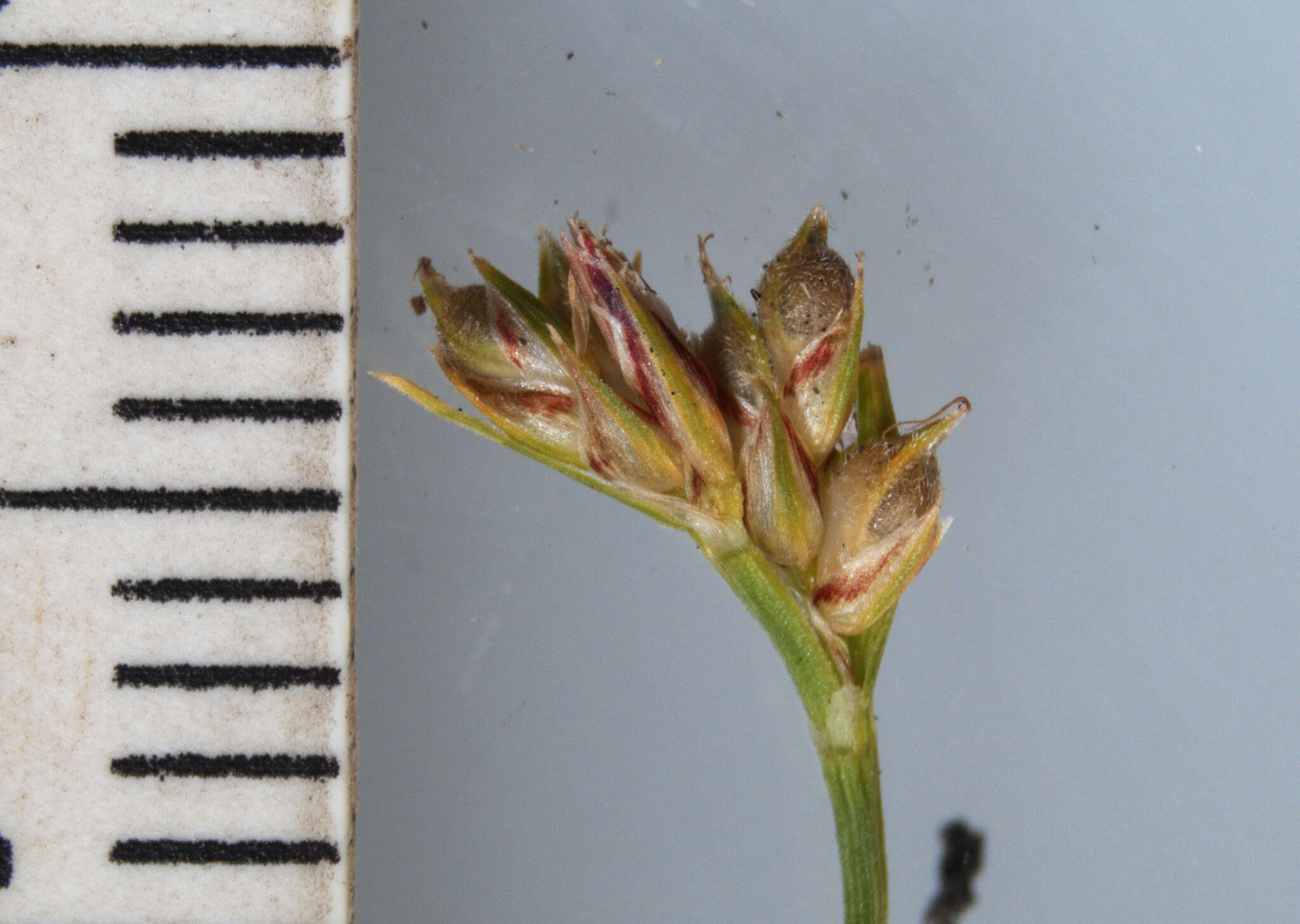 Image of northern sedge