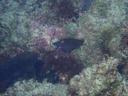 Image of Yellow-eyed leatherjacket