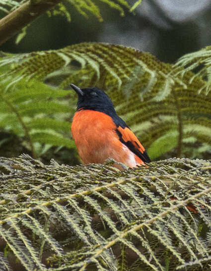 Pericrocotus miniatus (Temminck 1822) resmi