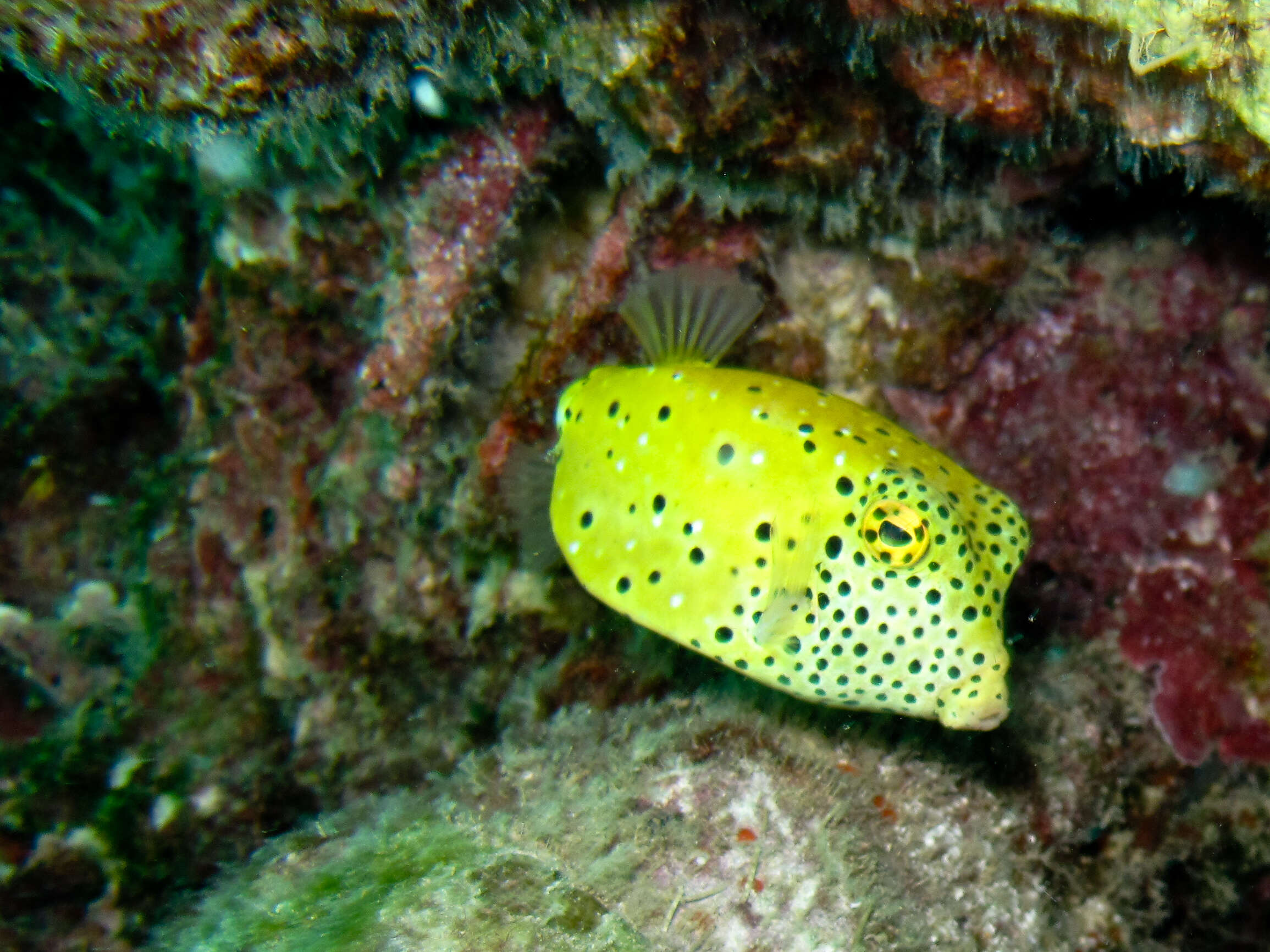 Image of Yellow boxfish