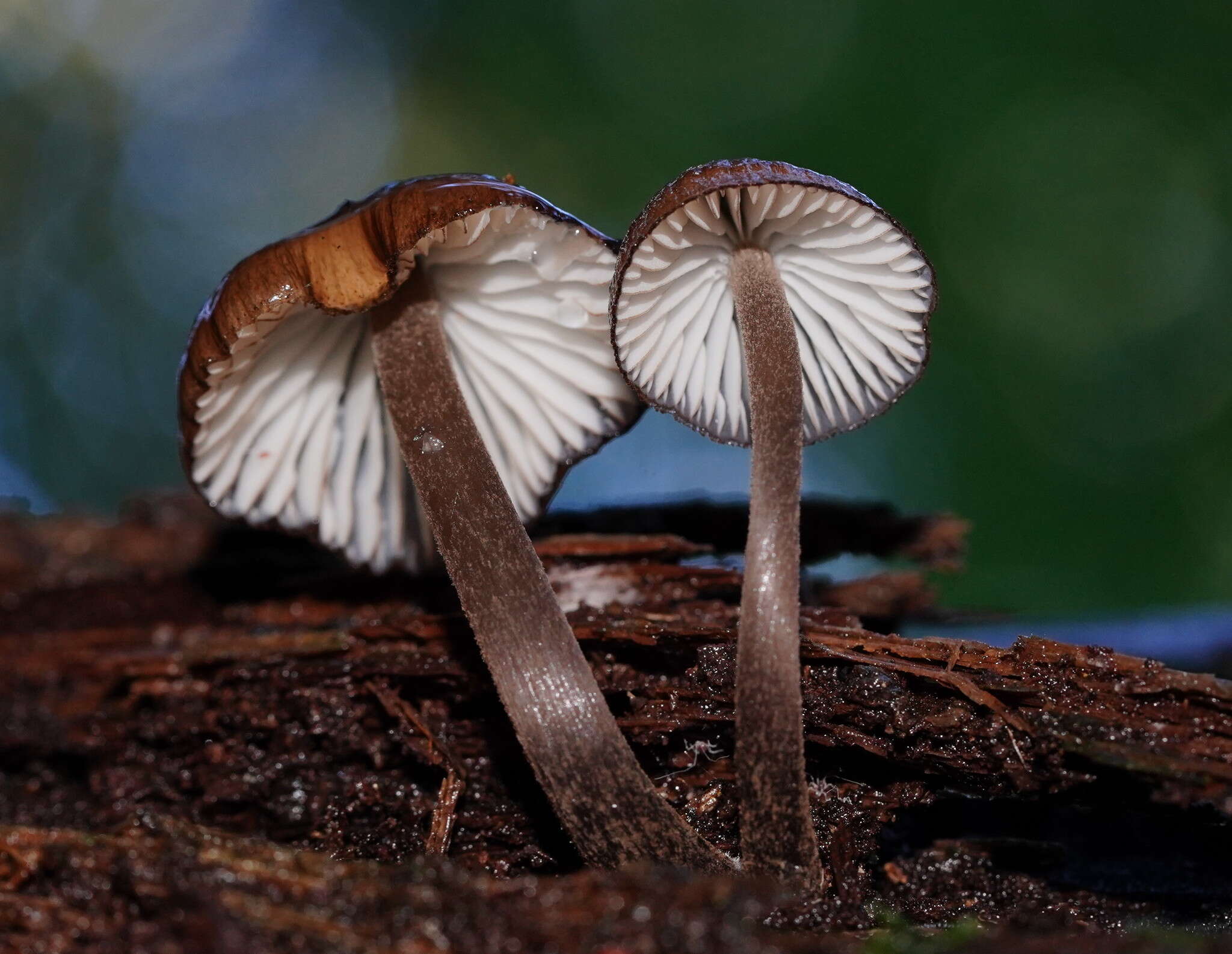 Sivun Mycena mulawaestris Grgur. 2003 kuva