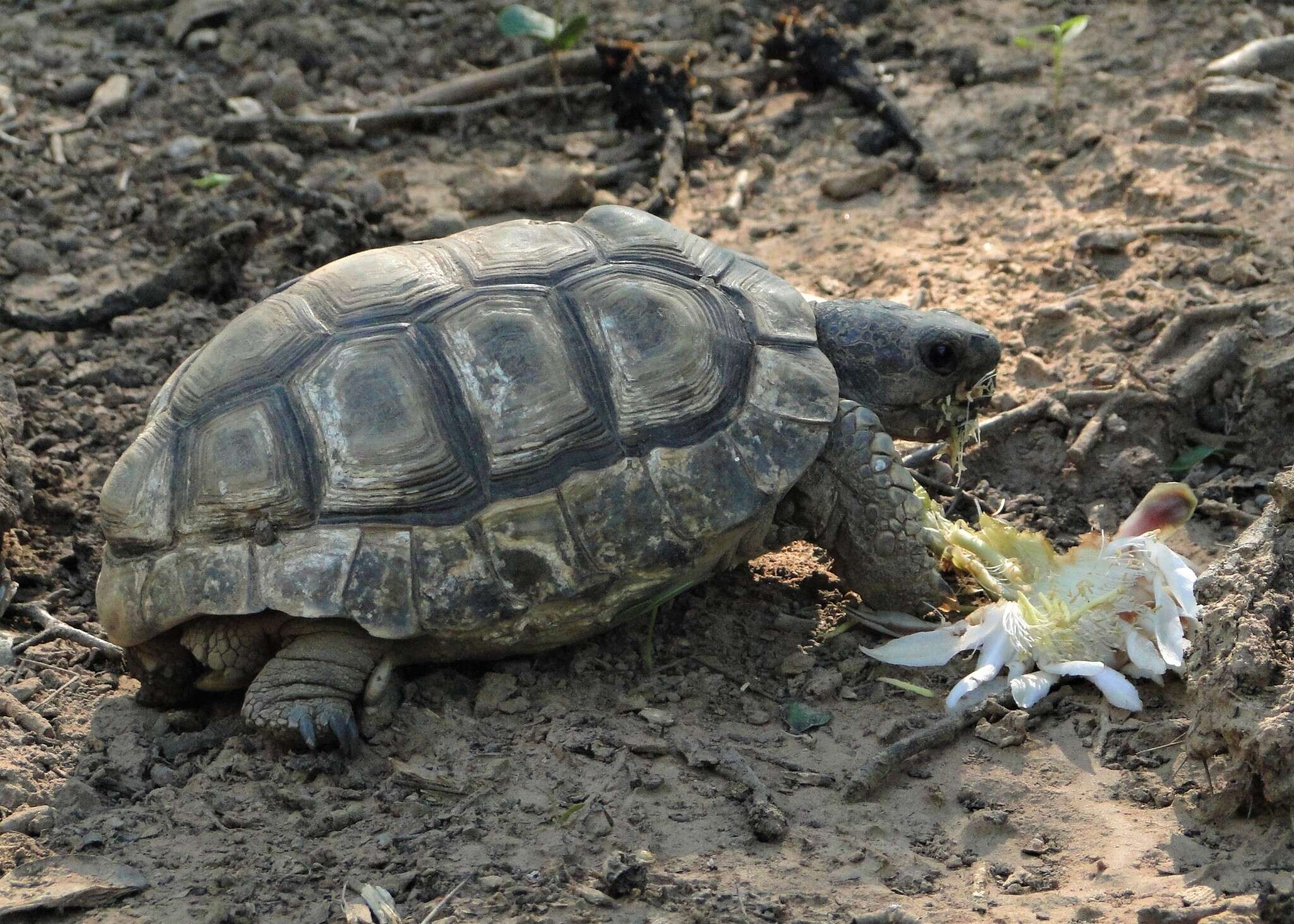 Image of Chilean Tortoise