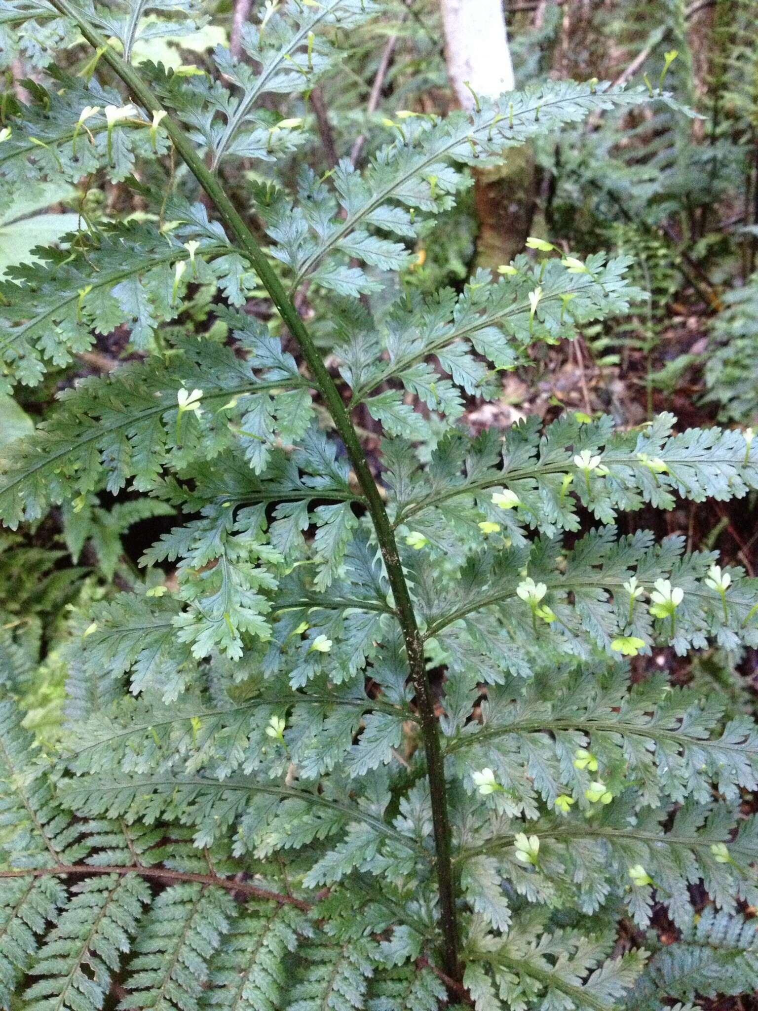 Image of Asplenium bulbiferum Forst.