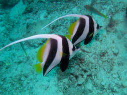 Image of Bannerfish