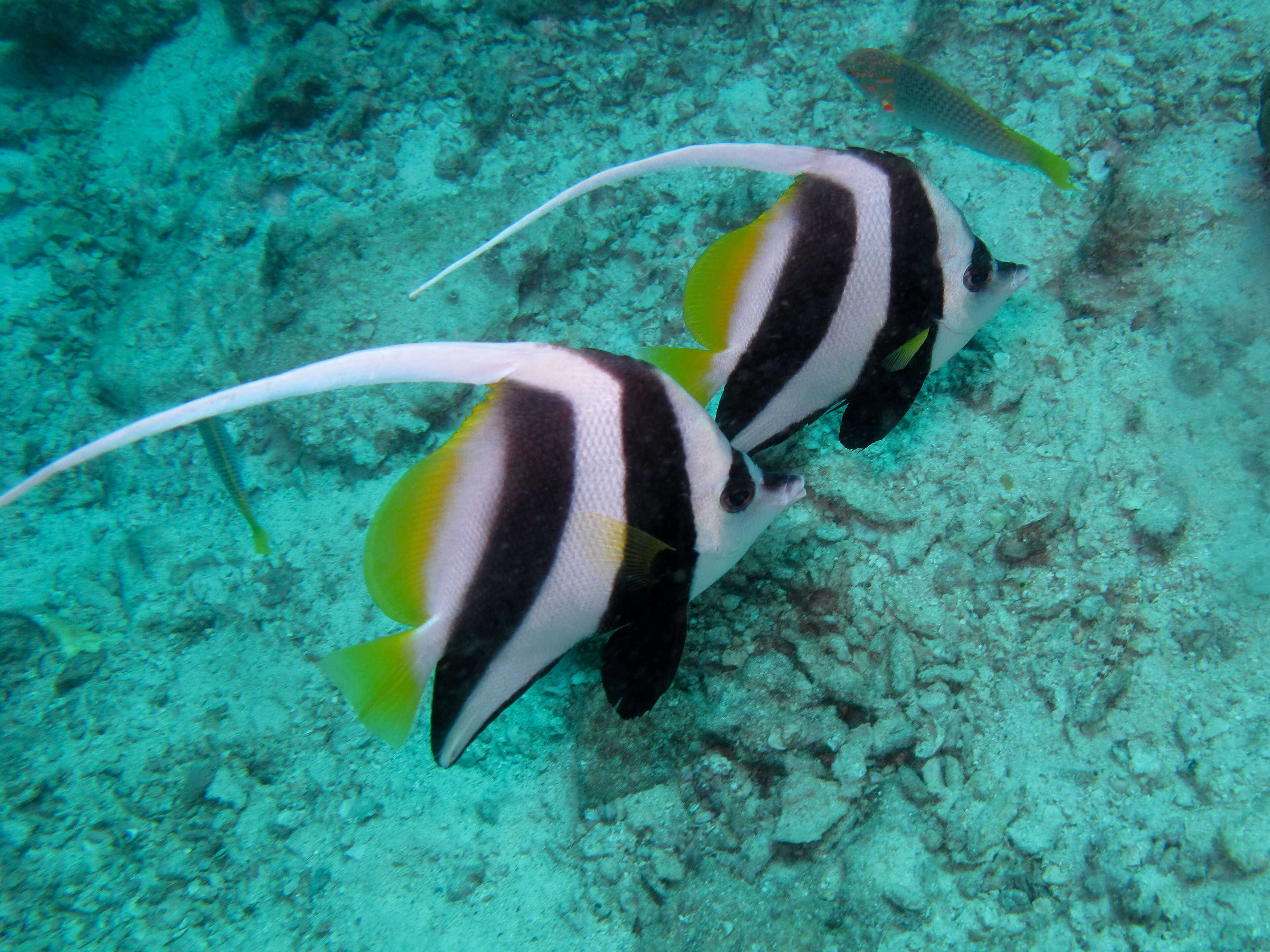 Image of Bannerfish