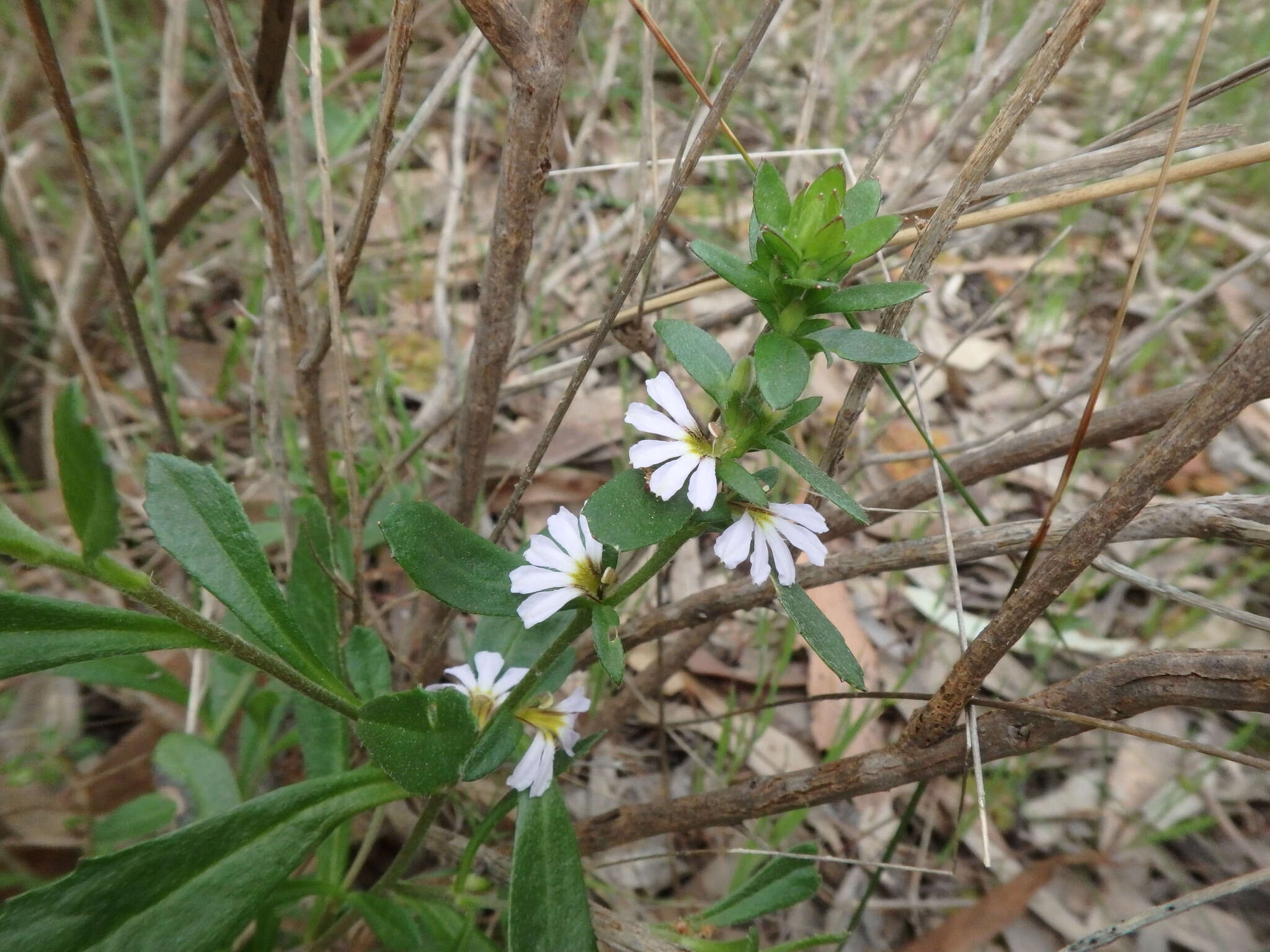 Image of Scaevola albida (Smith) Druce