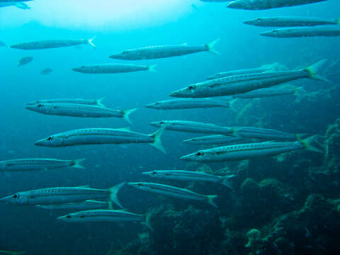 Image of Yellowtail barracuda