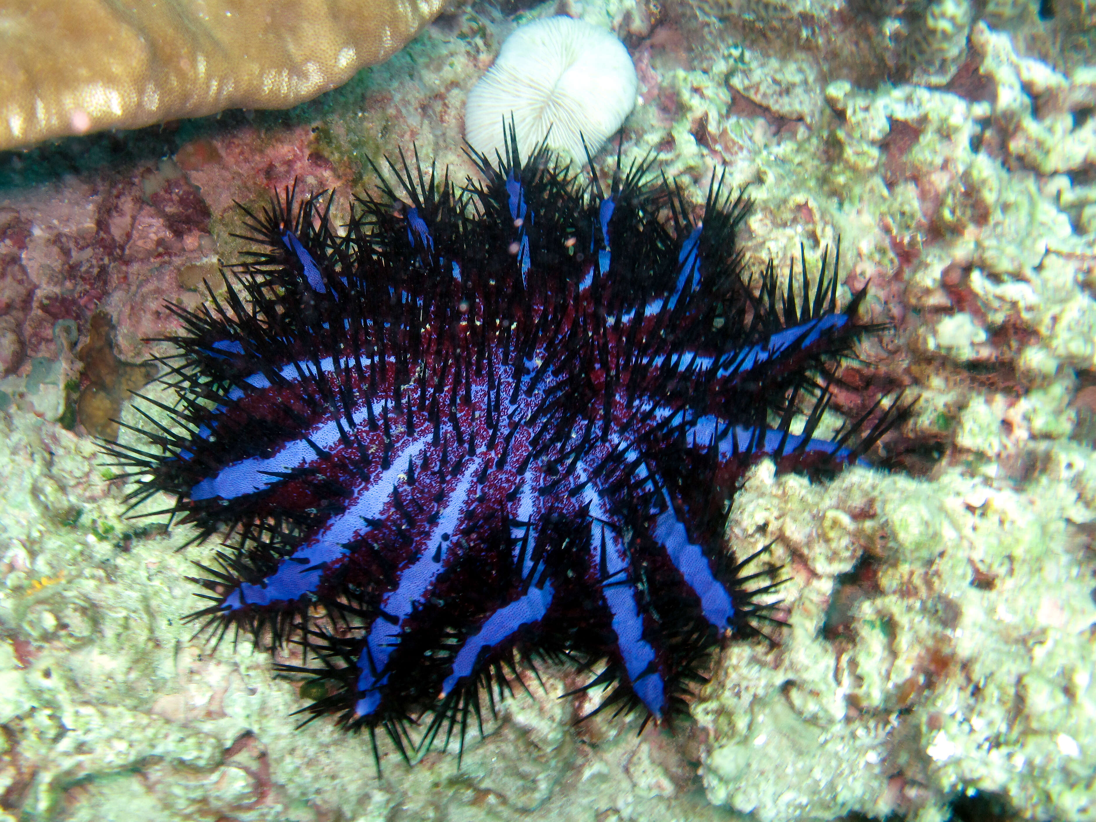 Image of crown of thorns starfish