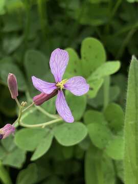 Image de Moricandia arvensis (L.) DC.