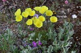 Слика од Papaver pulvinatum subsp. lenaense A. I. Tolmachev