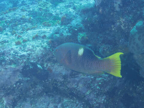 Image of Golden-spot hogfish