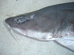 Image of Mandarin dogfish