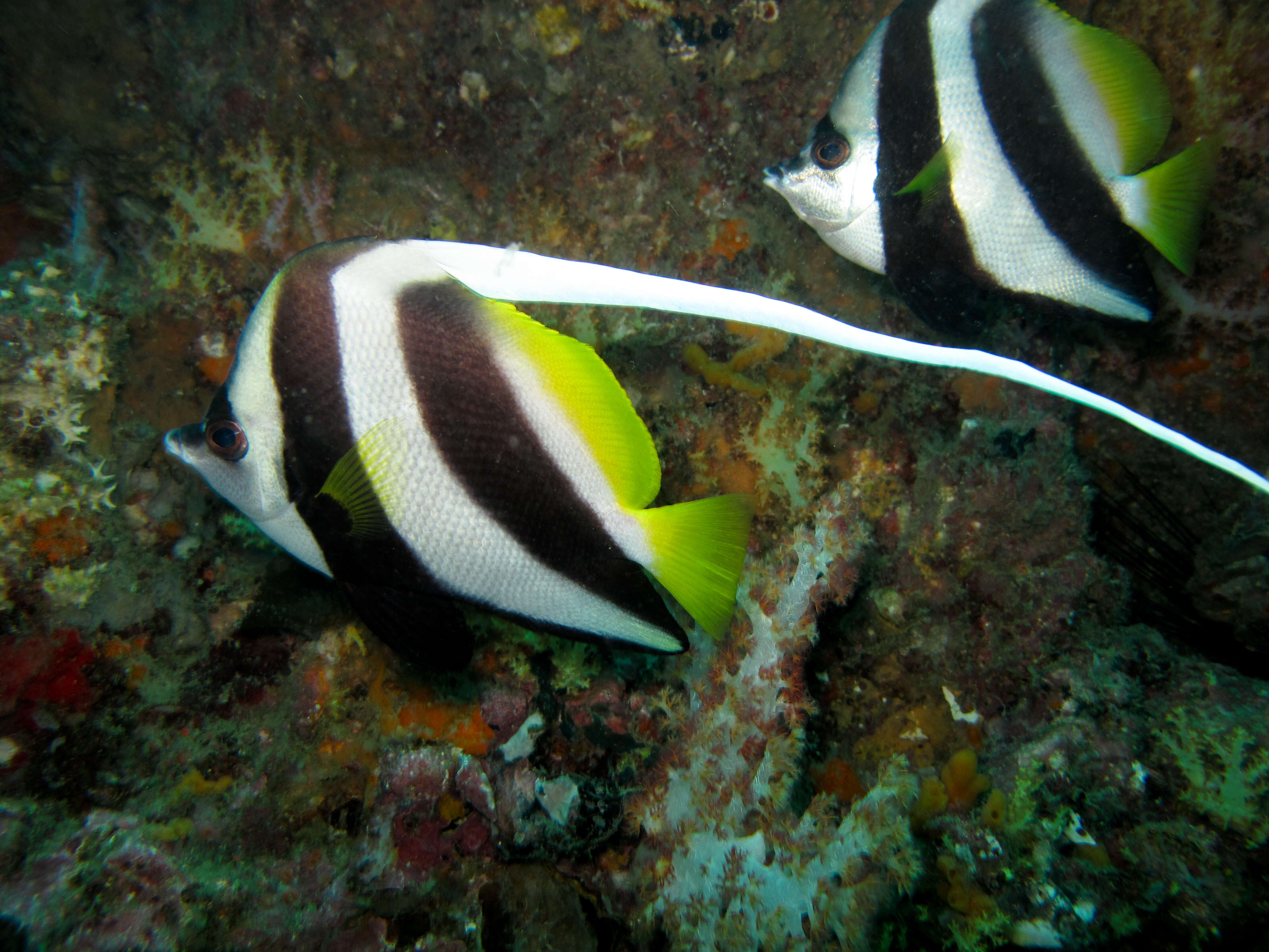 Image of Bannerfish