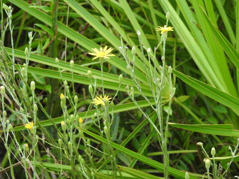 Image de Pityopsis graminifolia var. tracyi (Small) J. C. Semple