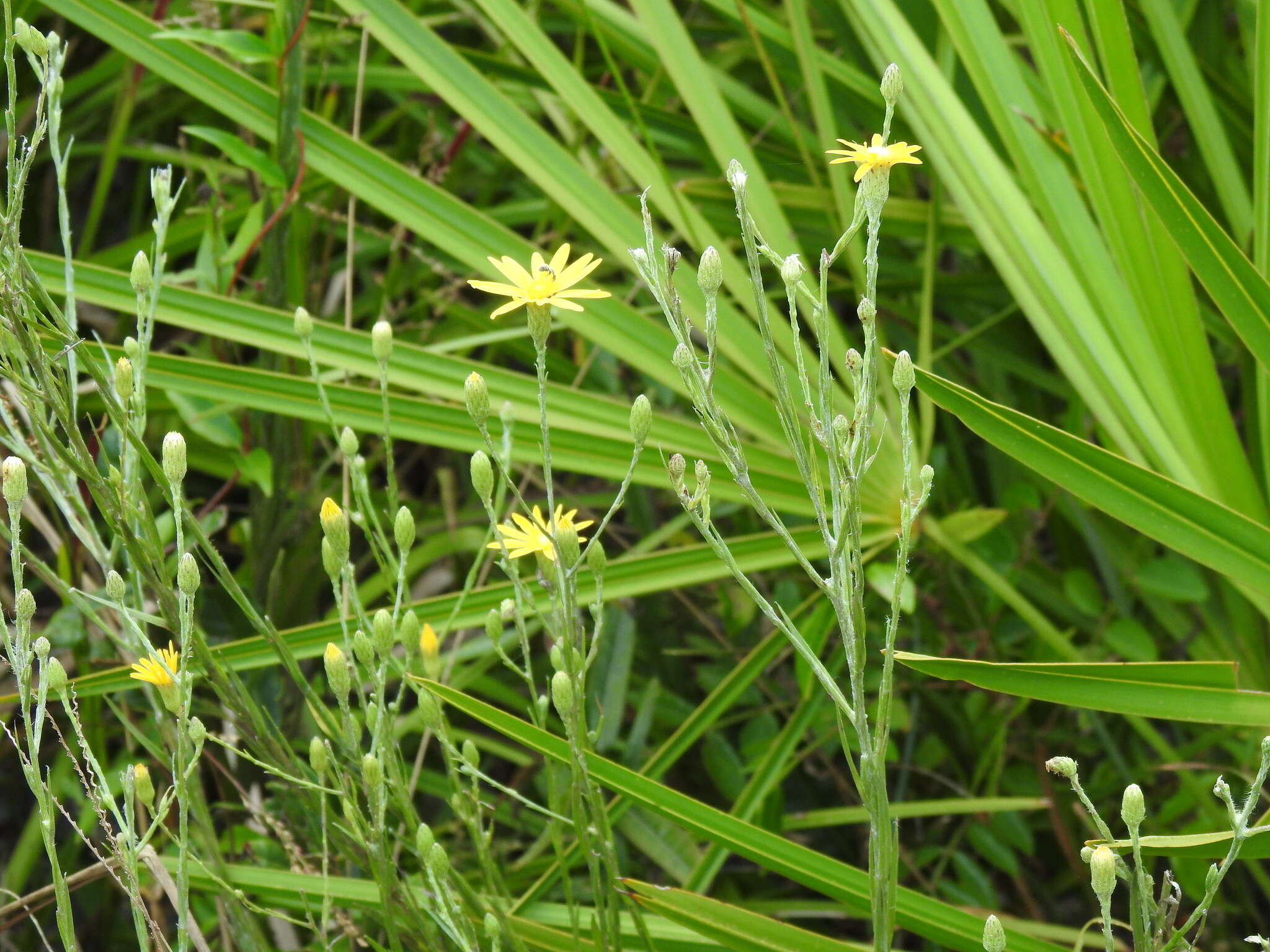 Image of Tracy's silkgrass