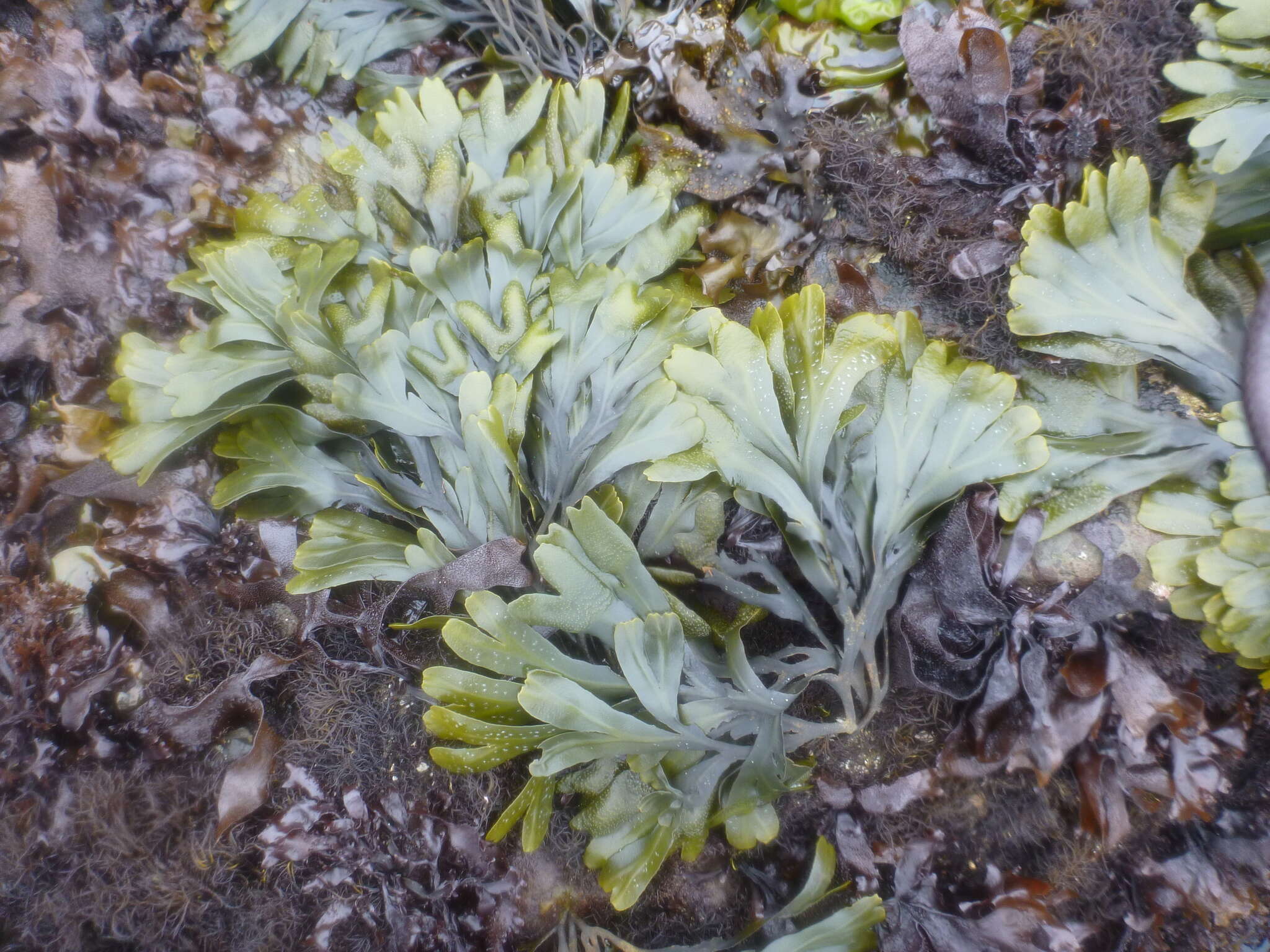 Image de Fucus distichus