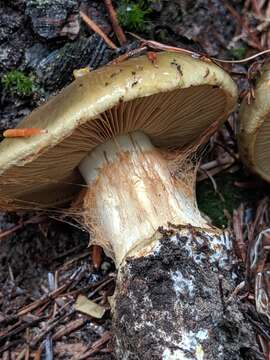 Imagem de Cortinarius luteicolor Ammirati, Bojantchev, Niskanen & Liimat. 2014