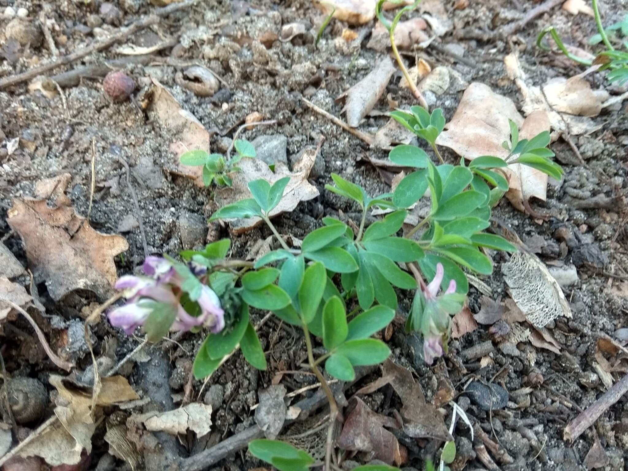 Image of Corydalis pumila (Host) Rchb.