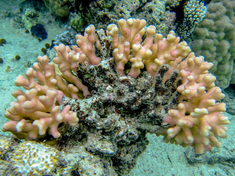 Image of Smooth Cauliflower Coral