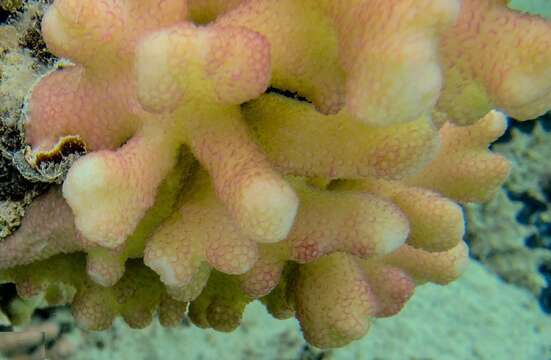 Image of Smooth Cauliflower Coral