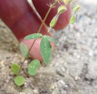 Image of western trailing ticktrefoil