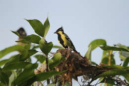 Image of Black-lored Tit