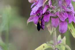 Image of Hemierana marginata ardens (Le Conte 1859)