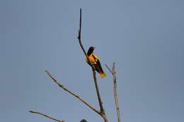 Image of Black-hooded Oriole