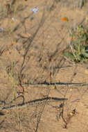 Image of Heliophila lactea Schltr.