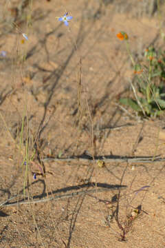 Image of Heliophila lactea Schltr.