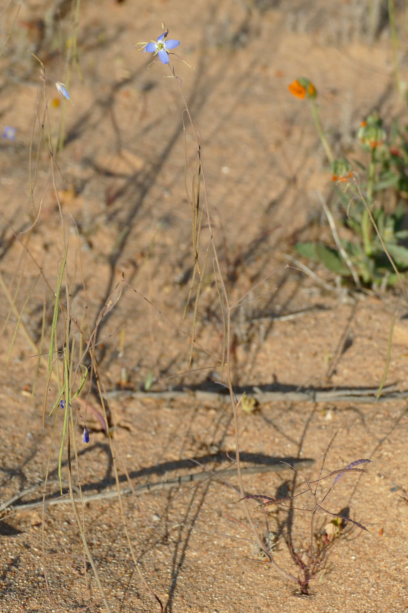 Image of Heliophila lactea Schltr.