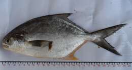 Image of Paloma pompano