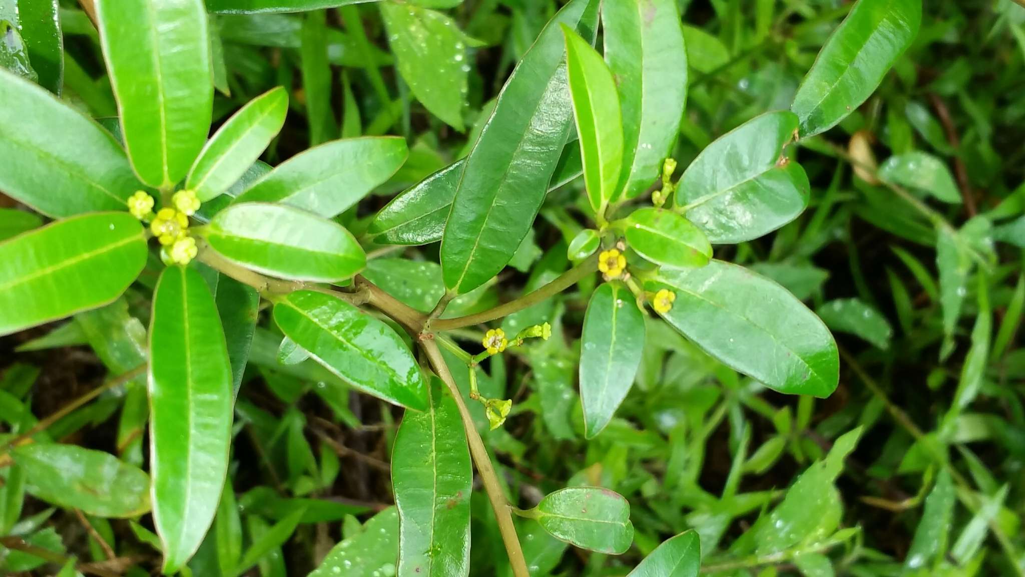 Image of Euphorbia tetraptera Baker