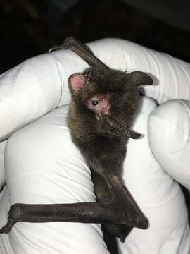 Image of Long-legged Myotis