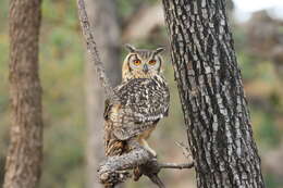 Image of Indian Eagle-Owl