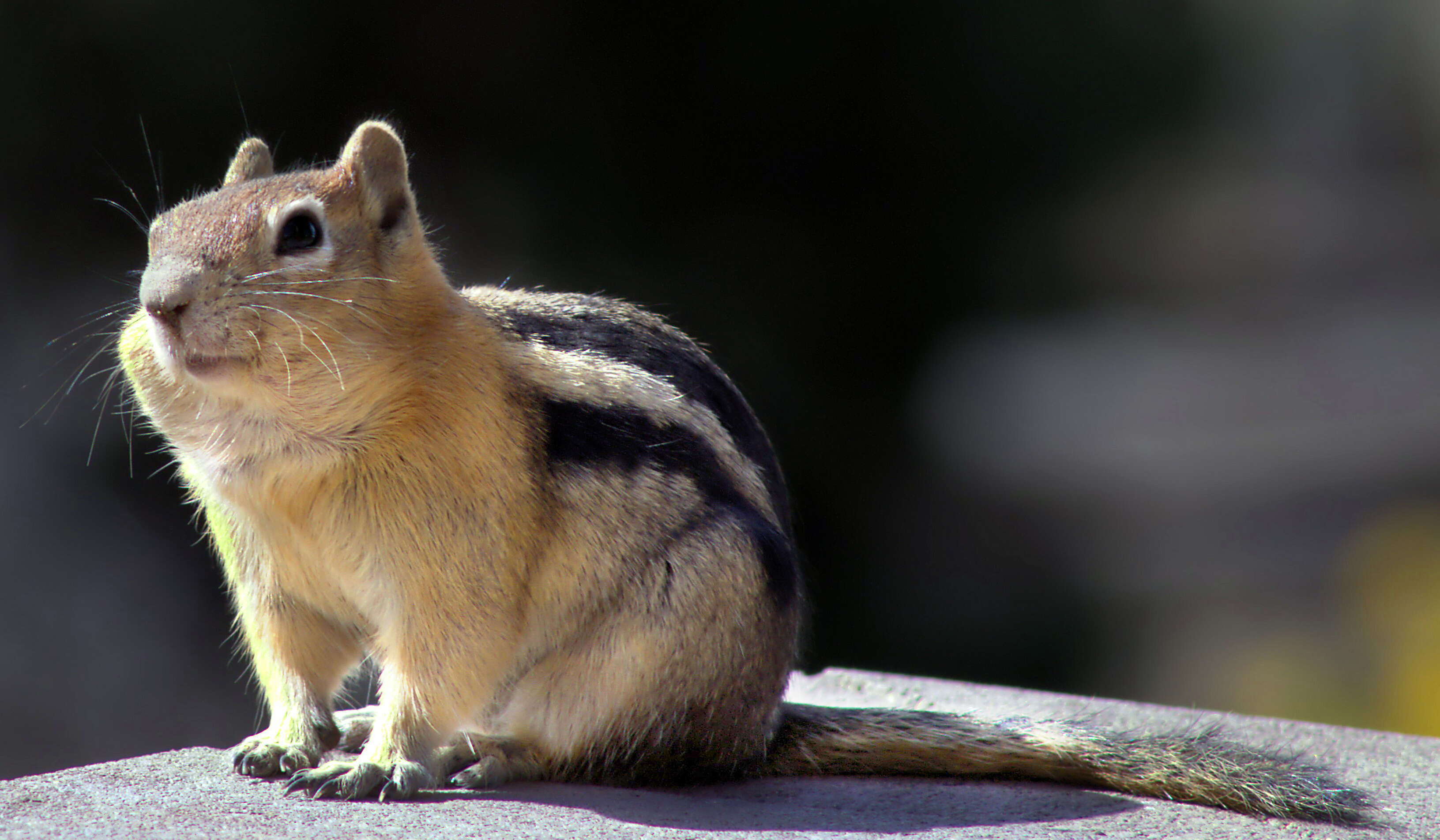 Callospermophilus Merriam 1897 resmi