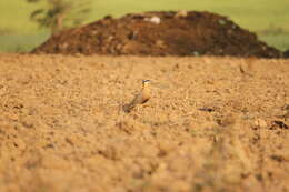 Image of Indian Courser