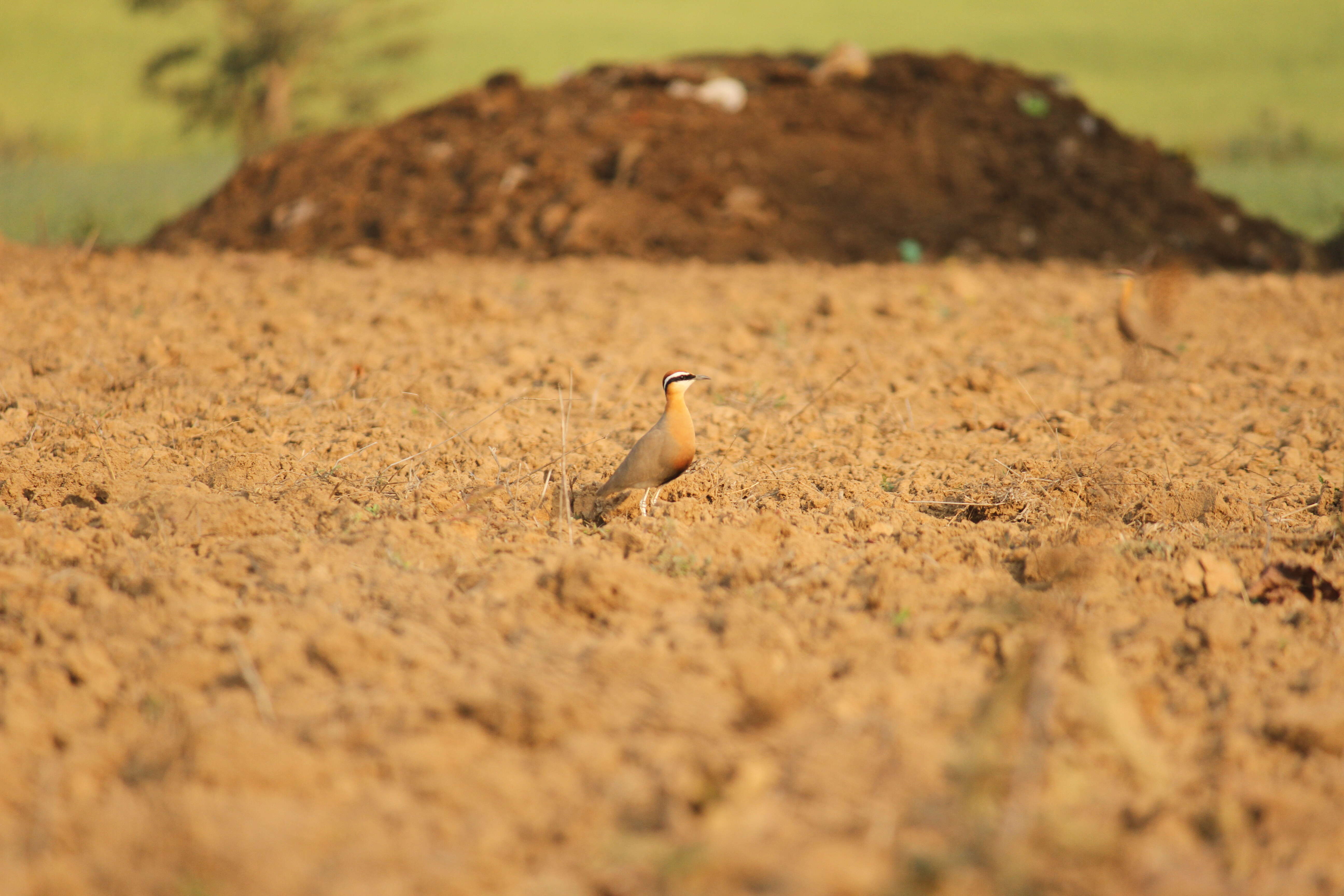 Image of Indian Courser