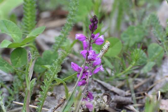 Image of tufted milkwort