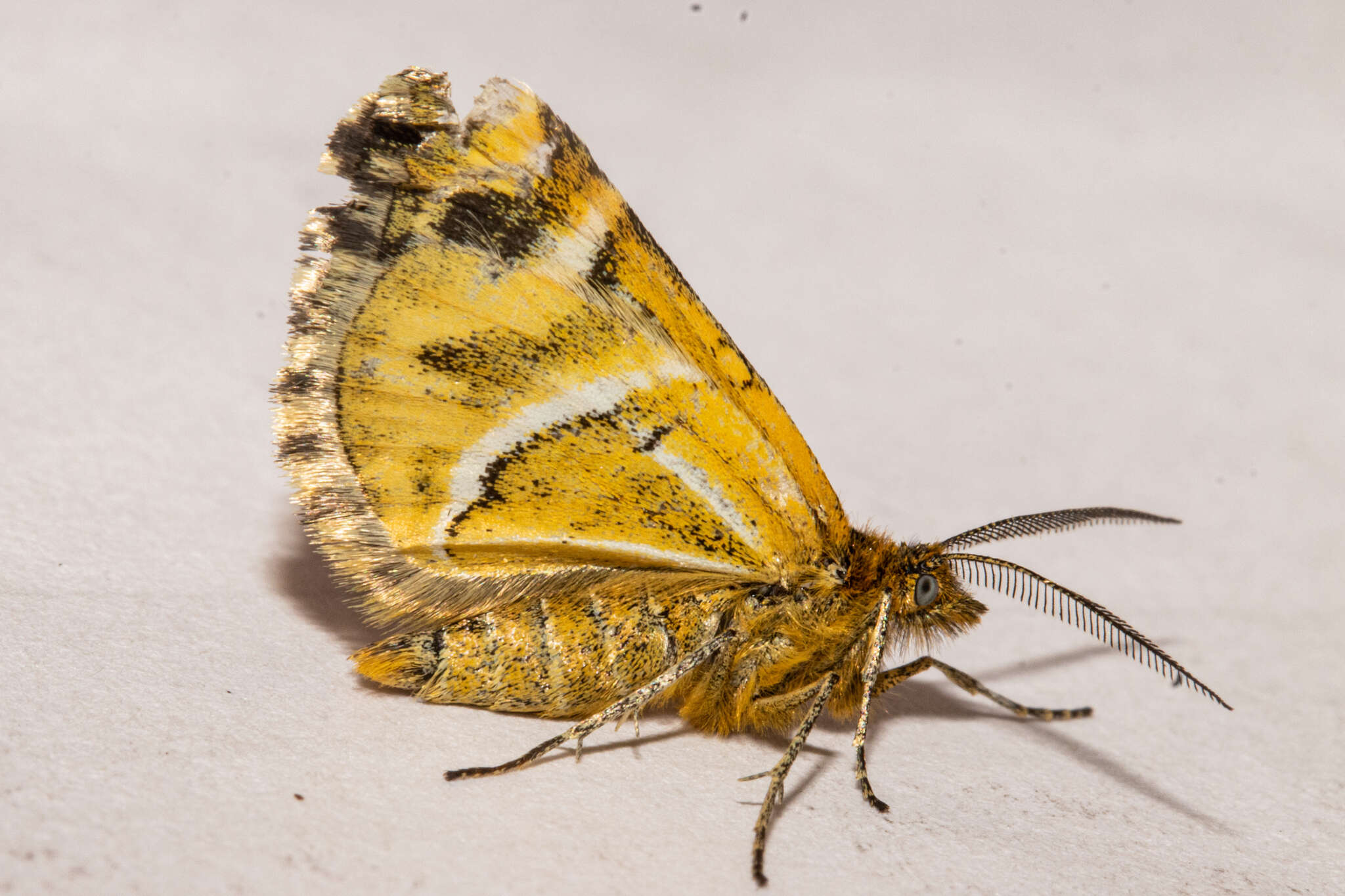 Image of Notoreas paradelpha Meyrick 1883