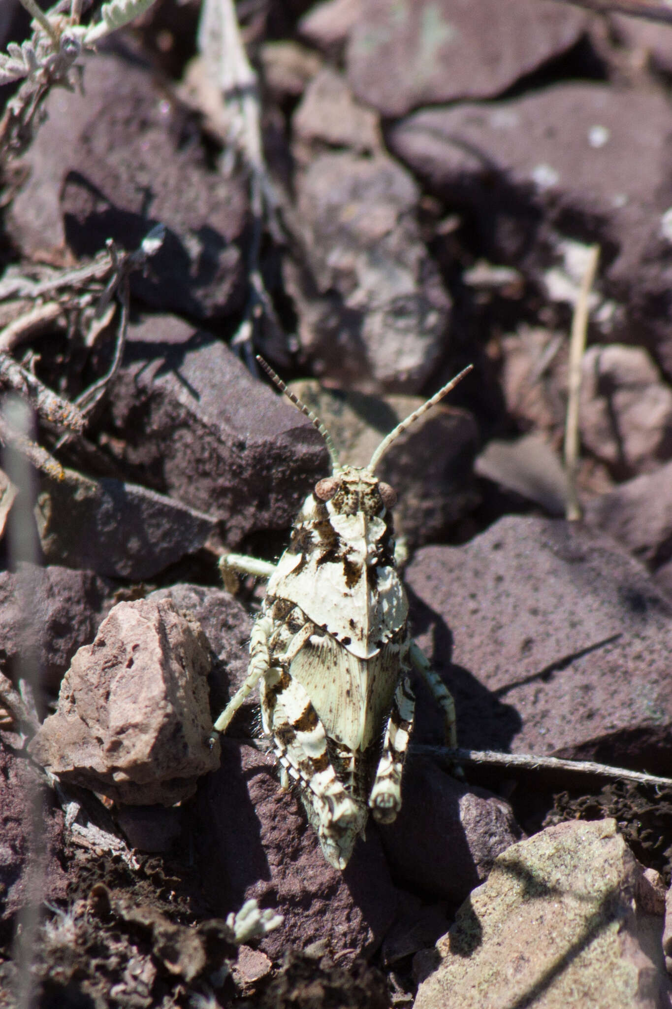 Angaracris barabensis (Pallas 1773) resmi